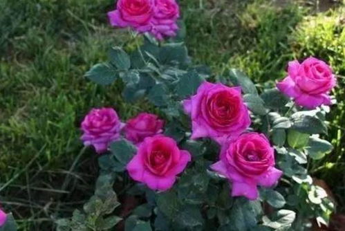 盆栽月季与地栽月季：养植差异大揭秘