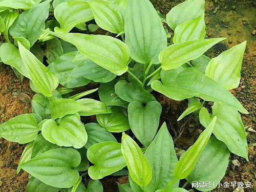 北方地区适合种植重楼吗？