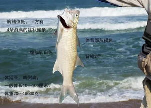 多春鱼是海鱼，过度捕捞带来生态危机