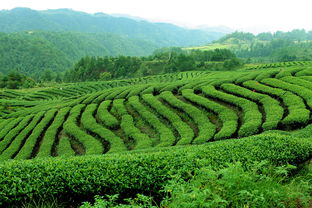 遂川县免费发放75.6万株高产油茶苗木，助力茶叶产业升级