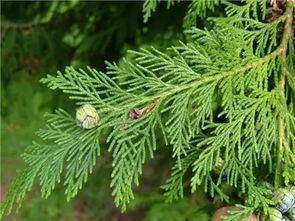 柏树价格，你了解多少？