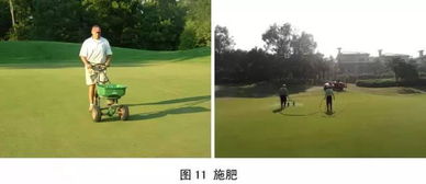 冬天不枯死的草有哪些