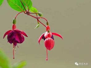 灯笼花“滴油”之谜，究竟有何奥秘