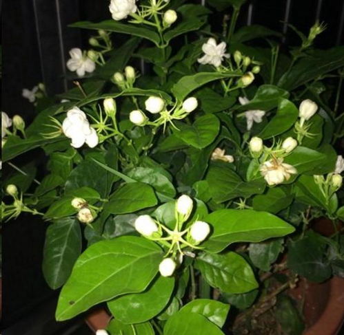 光照，光照，还是光照！