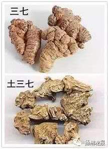 三七和土三七长得像？辨别方法大揭秘