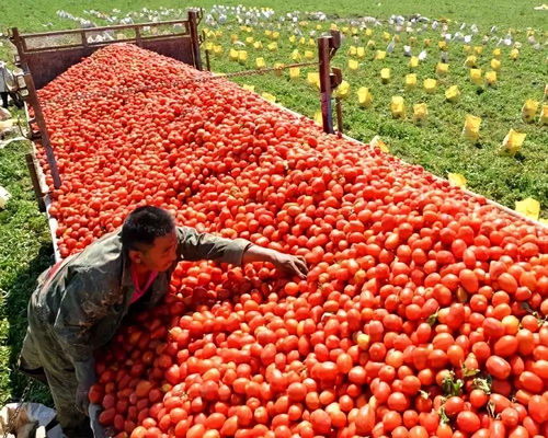 光照充足， 昼夜温差大，植物生长如开挂