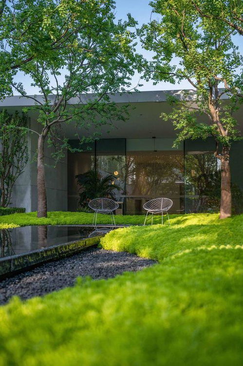 五彩石竹：绚烂的花朵， 温暖的冬日