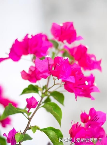 了解那些开红花且花期超长的花卉