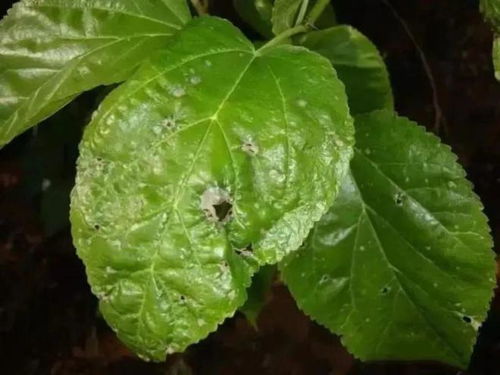 海芋感染软腐病菌，究竟是什么原因导致