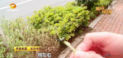 如何选择既抗踩又省钱的草皮品种？