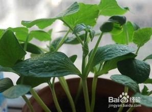 家庭种植南瓜需要哪些具体步骤和技巧