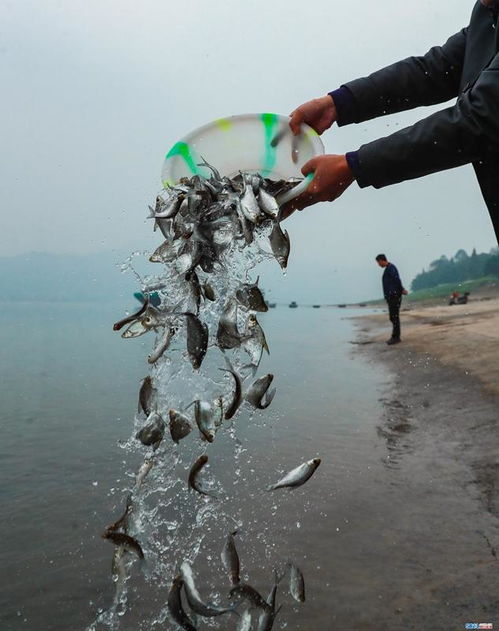 荆门市首个鱤鱼苗种基地竣工，总投资252.4万