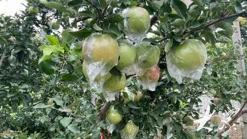 香樟籽种植小窍门， 老果农的种植真相和避坑指南