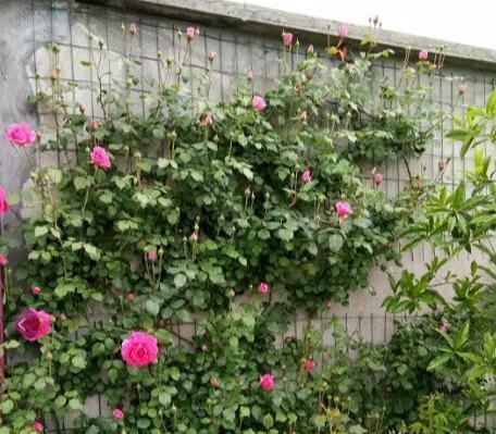 藤本月季修剪的重要性