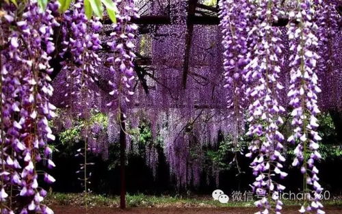 紫藤的耐寒性