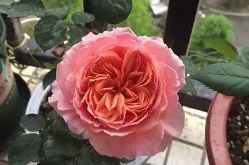 百花园的建设， 信阳市发展的重要举措