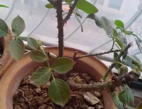 茶花开后如何修剪才能让花枝更繁茂
