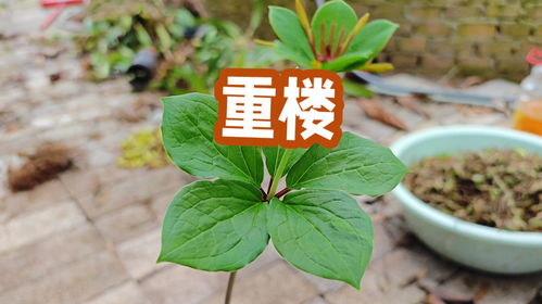 重楼种子种植小窍门