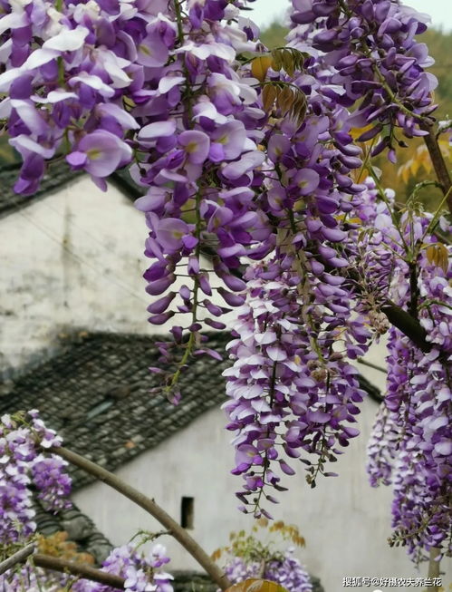 紫藤花养护指南：家庭养殖技巧大公开