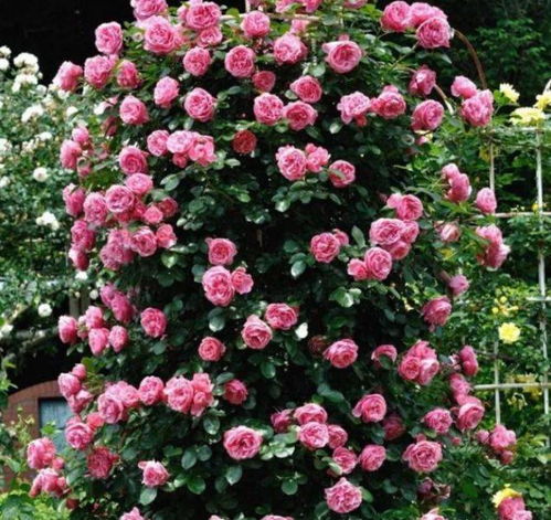 四、 修剪与造型：月季的美丽设计师