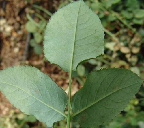 蓟马的“天敌”找到了