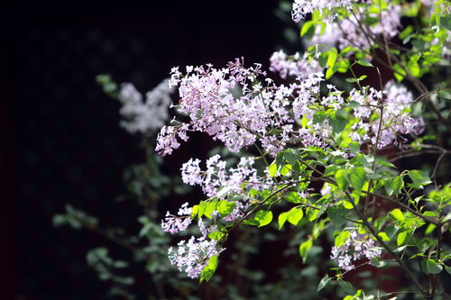 丁香花开春意浓，春季花卉新宠！