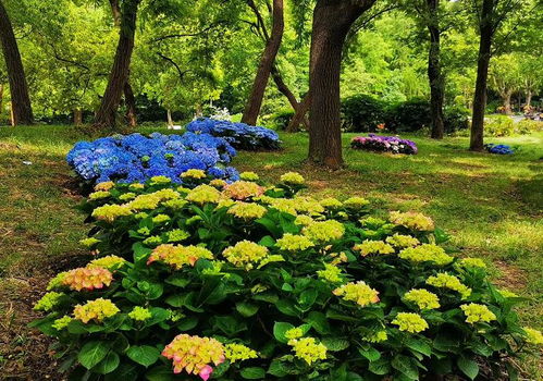 花园里的小精灵：植物如何吸收阳光和水分