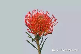 你知道不同花卉如何象征财运吗？