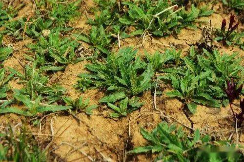 草的品种也要考虑