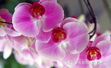 兰花绽放，花语何解