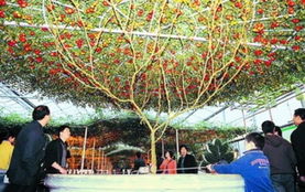龙须树如何通过科学栽培技术实现旺盛生长