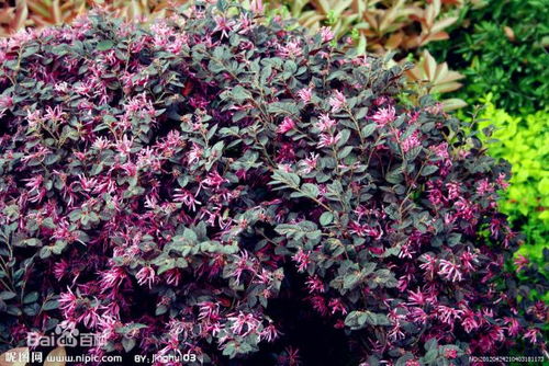 北方花卉种植要点