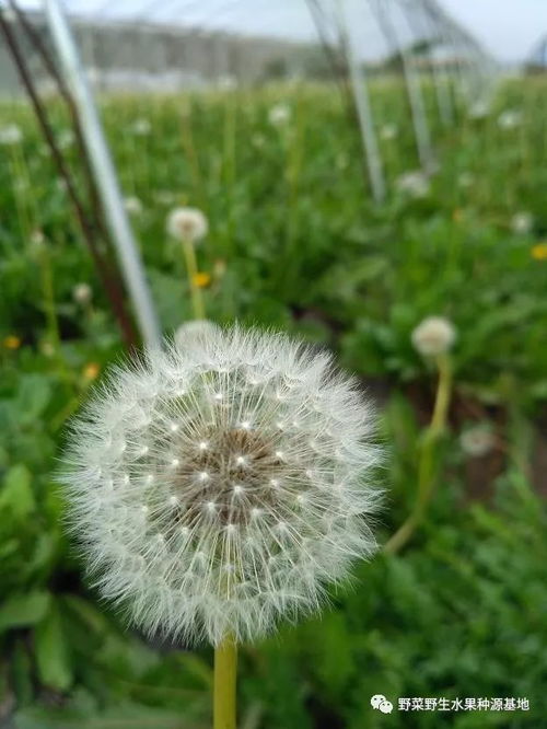 蒲公英种植技术全解析，如何在家成功种植蒲公英