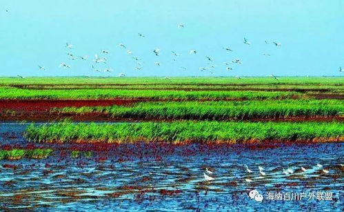 海口市民公园的美丽珊瑚