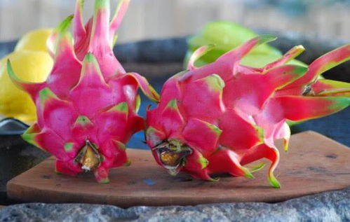 淘米水浇火龙果，植物营养快车道！