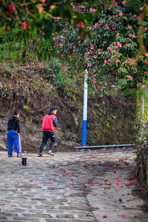 漫山遍野的红花油茶林， 藏着“绿色银行”