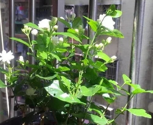 如何让油麻藤种子快速发芽的小技巧