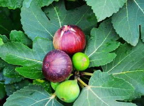 无花果树苗开花不后来啊的原因分析