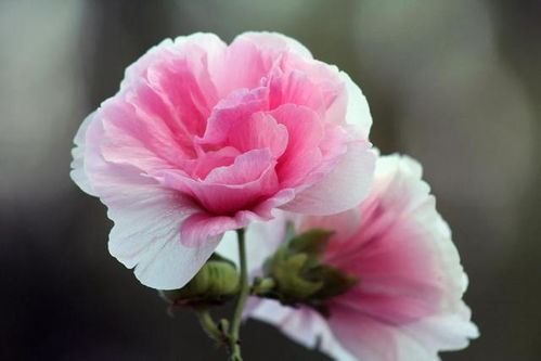 芙蓉是什么花？这朵花美得让人惊叹