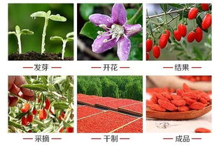 喷泉树适应性强，耐旱耐寒