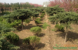 苗木的棵与株，傻傻分不清楚？