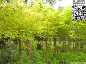 行道树种的选择，要因地制宜