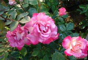 月季苗圃冬天的守护之道