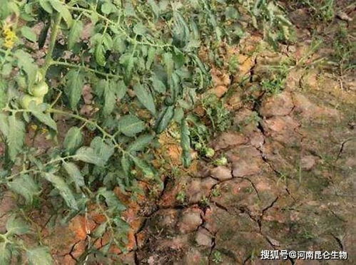 使用乙草胺的注意事项