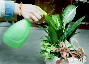 春季花卉如何浇水？浇水量和频率有讲究吗