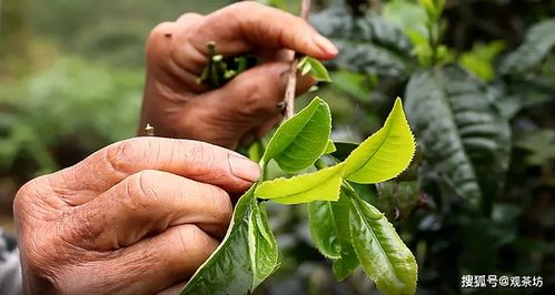 寻找那片绿色：高大乔木下的地被植物选择