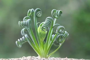 石菖蒲是喜欢阳光充足的环境还是阴凉湿润的地方生长呢