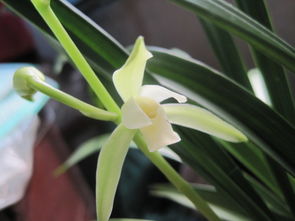 四季兰花的品种大揭秘