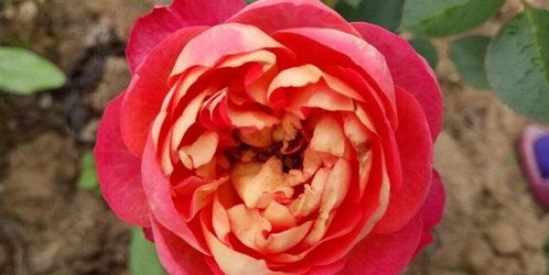 克劳德莫奈：条纹月季的耐热之选