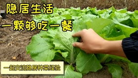 红薯叶和野菜：营养丰富的小秘密